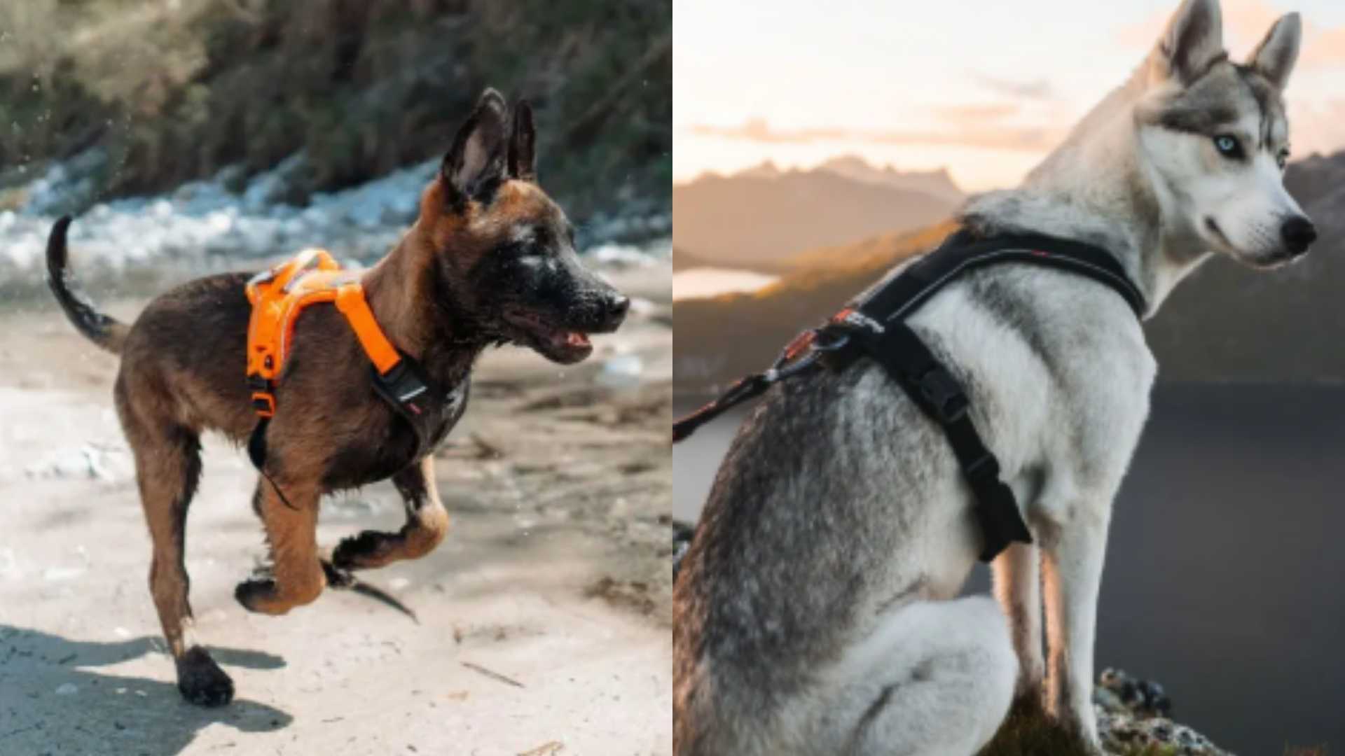 arneses nonstop dogwear